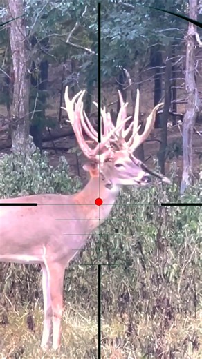 Wild Deer Hunting