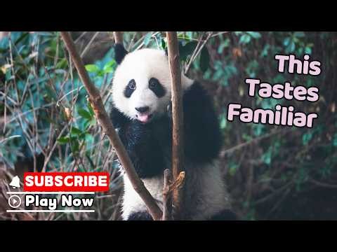 Panda Finds A Little Piece Of Itself | iPanda