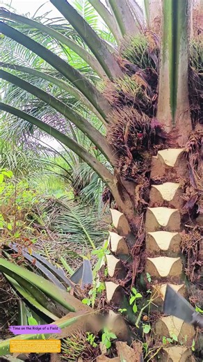 Trimming the Giant: Why Palm Farmers Carve Their Trees