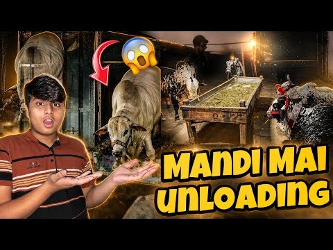 Shocking Cattle Unloading at 11D Mandi 😱 | Full Mandi Experience | Parrot info world 🌍