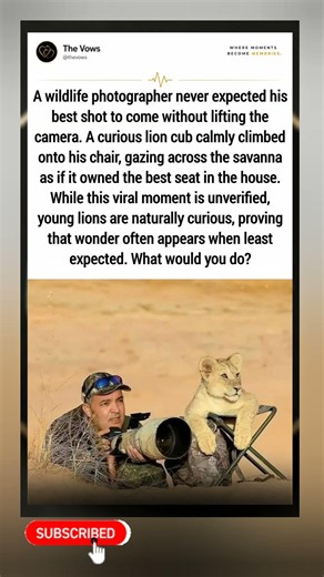 Lion cub claimed the photographer's chair. Best seat ever. 🦁📸