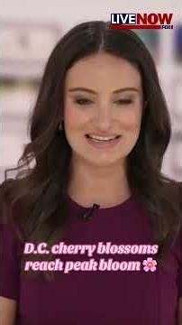 D.C. cherry blossoms reach peak bloom