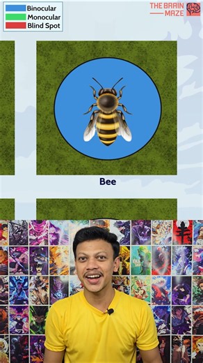 Field of View of Different Animals 👀🐶