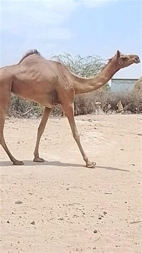 Very Cute Camel Coming to Drink Water 🐪💧 #Shorts #camel #desertlife #animals #camelvideo #wildlife