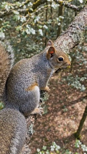 One Wrong Move… 😳 | Squirrel POV