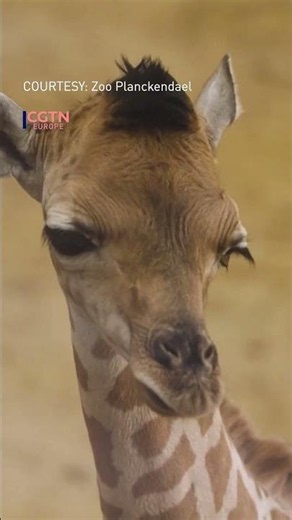 Belgian zoo welcomes new baby giraffe