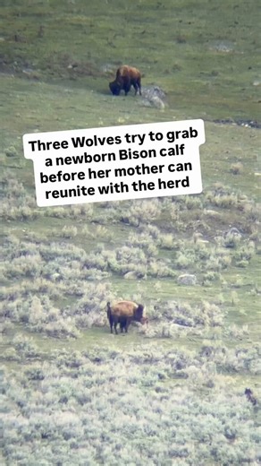 A classic battle in Yellowstone: 3 hungry wolves attack a newborn bison calf only a few hours old.The mother bison’s maternal instincts and the strength of the herd saved the little one! 🔥💥