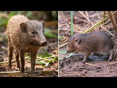 Pygmy Hog 🐗 A Tiny Wild BOAR?!