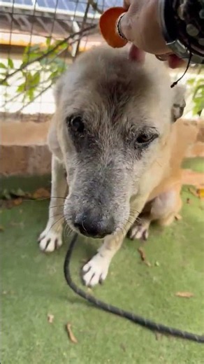 Abused Senior Pup With Life-Threatening Cancer Needs IMMEDIATE Treatment To Survive [STORY BELOW]