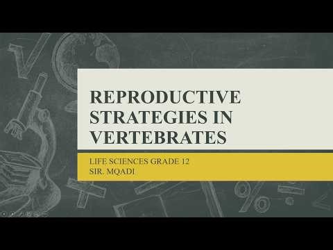 Reproductive Strategies In Vertebrates