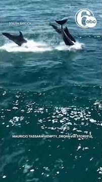 Dozens of Dolphins Leap Through California Waters in Mesmerizing Footage