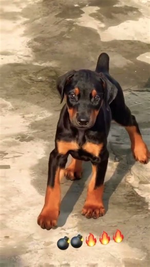 Doberman Puppies 🐕🔥 Intelligent, Loyal & Powerful Dog Breed | Doberman Pinscher #Doberman #Shorts