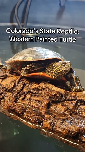 Colorado's State Reptile: Western Painted Turtle