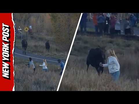 Chaos At National Park After Moose Suddenly Charges At Unsuspecting Woman