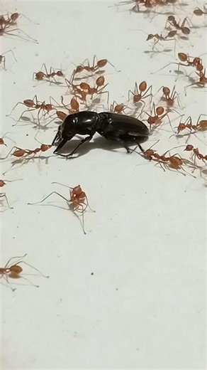Red ants attack a beetle! Incredible teamwork in nature 🐜🔥#Ants #Nature #Wildlife #Teamwork