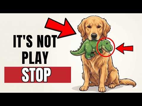 Your Dog Brings You Their Toy This Is What They're REALLY Asking (It's Not Play)