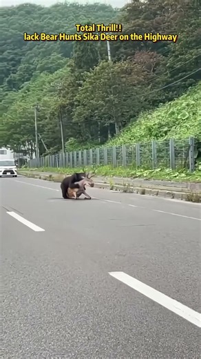 Total Thrill！lack Bear Hunts Sika Deer on the Highway #animal #animals