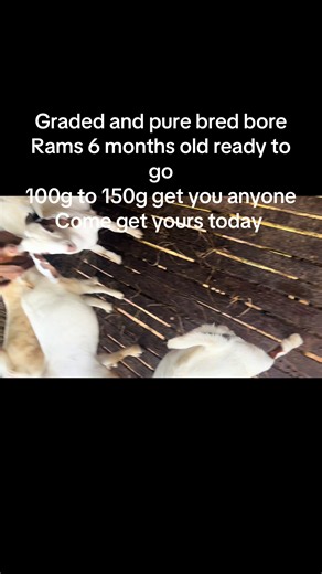 Graded Purebred Boer Rams for Sale — 6 Months Old
