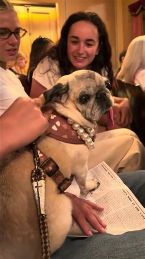 2026 World’s Ugliest Dog Contest winner Jinny Lu meets fans at Broadway show in New York City