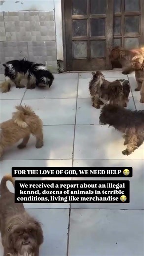 🚨 URGENT ANIMAL RESCUE – IMMEDIATE SUPPORT NEEDED #usa #canada #rescue #london #uk