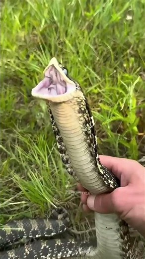 This Snake Only Eats Eggs! 🥚🐍 Nature's Strangest Eater #shorts