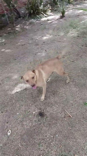 Dog Climbs Tree Like a Cat and Takes a Tumble