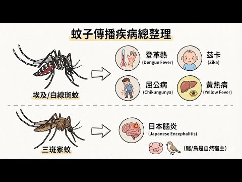 蟲媒病毒 Arbovirus 大補帖！ 披膜病毒 vs. 黃病毒重點比較 (登革熱日本腦炎茲卡)