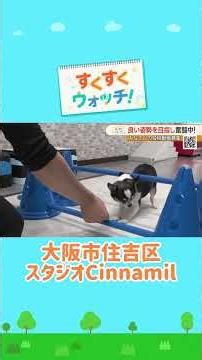 良い姿勢を目指す長寿チワワ スタジオCinnamil #shorts #読売テレビニュース #じゅーっと #すくすくウォッチ