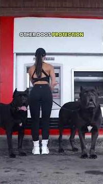 Other Dogs Protect Their Owners