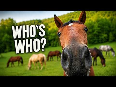 Can You Keep Them All Straight? Meet Our Horse Herd!