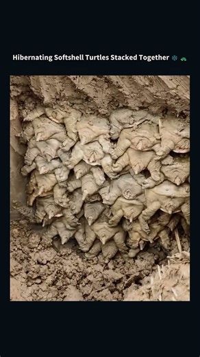 Hibernating Softshell Turtles Stacked Together ❄️🐢