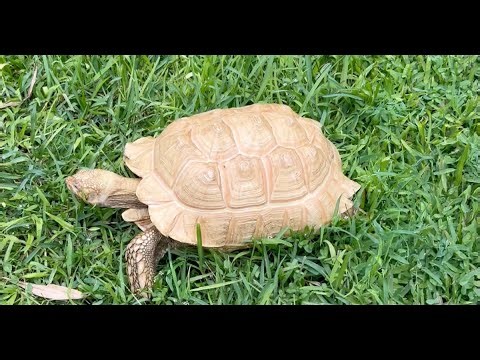 Alfred the Little Albino Tortoise Talks to Tracie