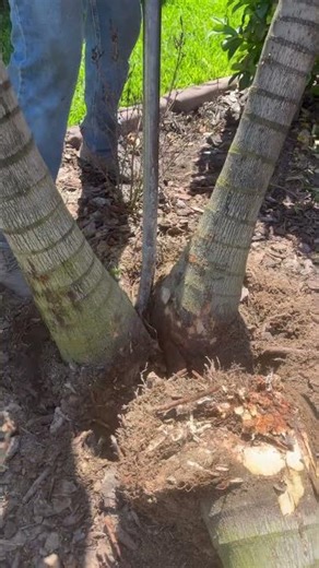 Digging out a dead Palm due cold snap . #KJTropicalPalm #ColdSnap