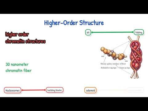 Histones and nucleosomes - Molecular Biology for biology students