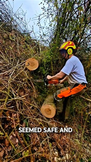 The cut wood rolled and hit his leg #chainsaw #wood #sawblade #tree #woodworking