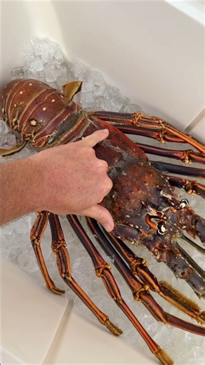 FWC Finds Giant Florida Lobster! #fishing #spearfishing