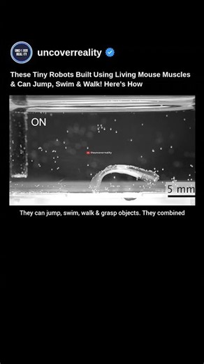 These Living Robots Built Using Living Mouse Muscles & Can Jump, Swim & Walk #robot #shorts