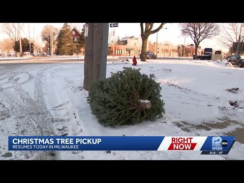 Milwaukee residents begin taking down Christmas decorations as tree collection resumes
