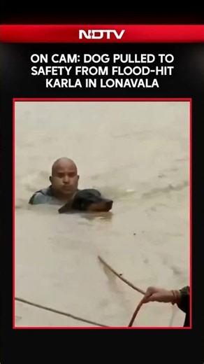 Maharashtra Rains | Dog Rescued From Floodwaters In Lonavala As Heavy Rains Batter Maharashtra