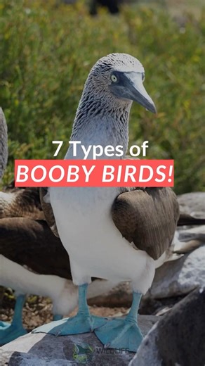 Did You Know There Were 7 Types of Booby Birds?