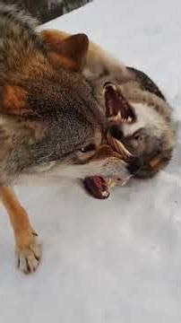 Wolf vs German Shepherd — Cousins That Aren't Equal