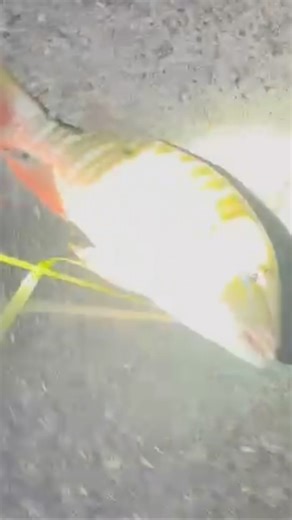 Mutton snapper on the bridge #fishing #fishspecies #fish #floridakeys