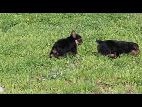 Yorkie Puppies For Sale