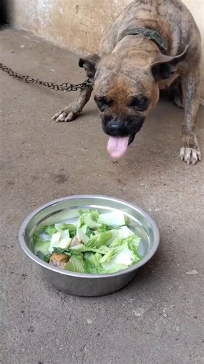 This is an abused traumatized dog. Thats how these scumbags get these dogs like this. Most likely to pit fight. They mentally and physically abuse them. Traumatize them. Withhold affection, food, resources etc. This isn’t a dogs natural disposition this is a broken dog.