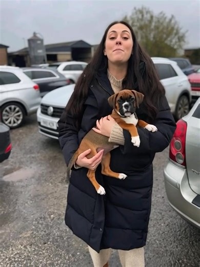 🎉 Free Boxer Puppies for Adoption & Rehoming! 🐶* Loving, healthy Boxer puppies ready for their forever homes. Vet-checked, well-socialized, and raised with care. 📩 *Contact us:* elizabethpeterson2567@gmail.com --- #BoxerPuppies #FreeBoxerAdoption #BoxerRehoming #AdoptDontShop #BoxerForAdoption #PuppyRehoming #BoxerLovers #BoxerLife #BoxerNation #DogAdoption #ForeverHomeNeeded #HealthyPuppies #BoxersOfFacebook #RescueBoxer #PuppiesForAdoption #AvailableBoxerPuppies #BoxerLove #RehomePuppies #B