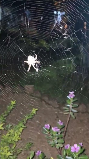 How Spiders Build Deadly Traps 🕸️ | Nature’s Genius!Spider’s Secret Web Trick for Hunting 🕷️🔥