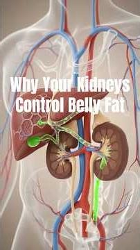 Why Your Kidneys Control Belly Fat