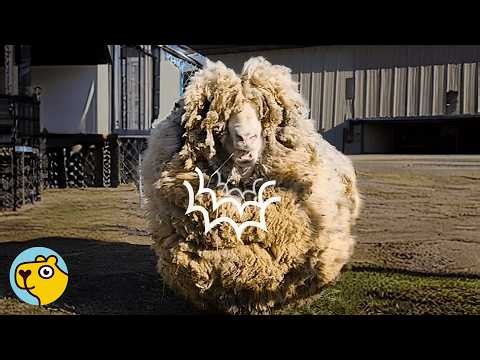 Sheep Buried Under 40 Pounds of Wool Finally Sees the World Again
