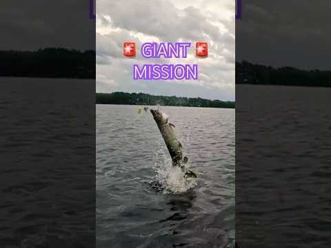 Watch GIANT MUSKY MISSION 😱 An ALL NEW Season is HERE! #fishing #muskyfishing #muskie #musky #esox #fish Video on Tackle.net