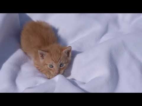 Alienware Aurora ACT1250 - Honest Review 2026